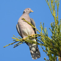 Band-tailed Pigeon